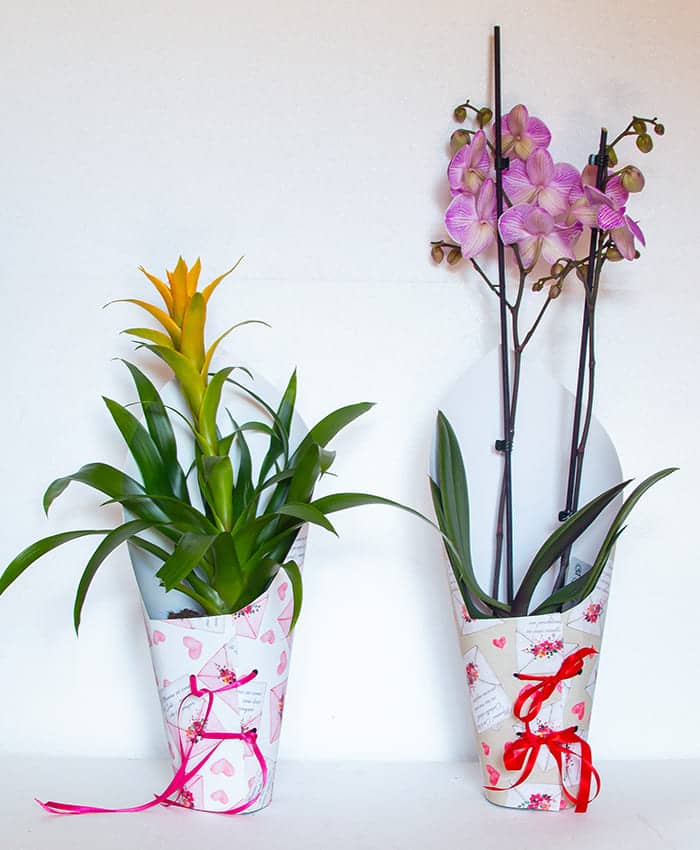 VASO ORCHIDEE TRASPARENTE PLASTICA PORTAVASO ORCHIDEA PHALENOPSIS