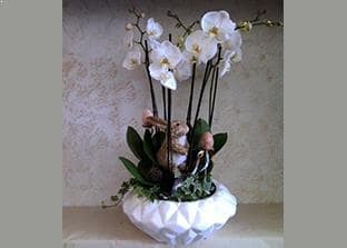 Shop on line vasi e ciotole ceramica immagine categoria