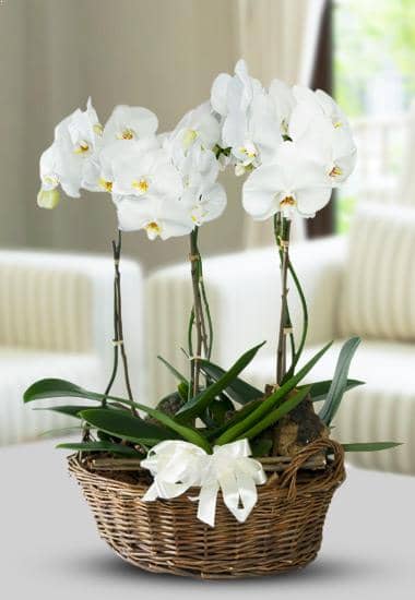 Composizione con orchidee su Cesti in vimini