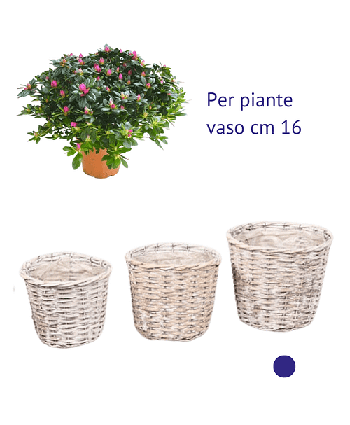 Immagine e commerce Portavaso vimini chiaro sbiancato per piante vaso 16 cm