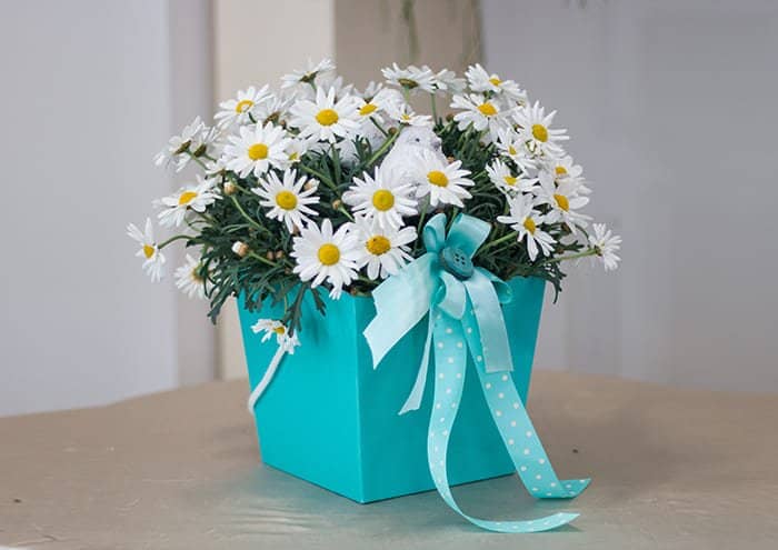 Scatole regalo per piante color tiffany con margherite