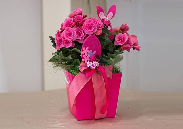 Scatole regalo per piante colore fucsia con azalea