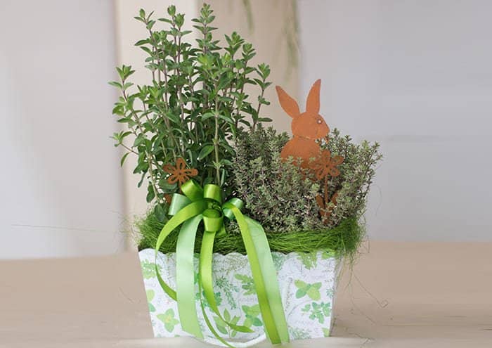 Scatole regalo per piante con aromatiche e decori
