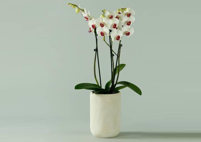 Immagine-e-commerce-Portavaso per orchidee in legno basso