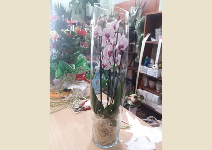 vaso-orchidea-in-vetro-alto-con-taglio-obliquo-alto-70-cm-IDEA-1