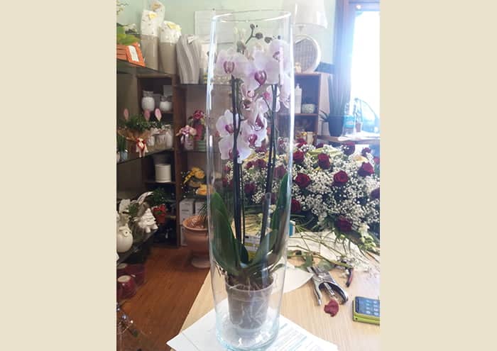 vaso-orchidea-in-vetro-alto-con-taglio-obliquo-alto-70-cm-IDEA-2