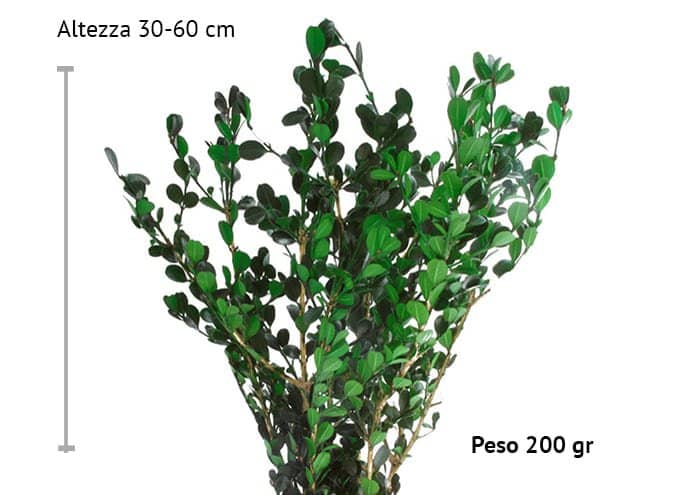 Immagine e-commerce Bosso stabilizzato cm 30-60