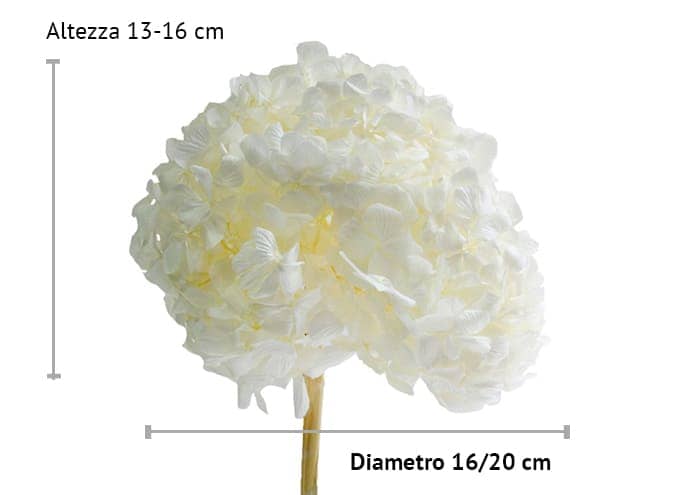 immagine e-commerce Ortensia stabilizzata diametro cm 18 (Premium) - colore bianco
