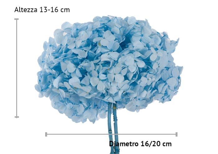 immagine e-commerce Ortensia stabilizzata diametro cm 18 (Premium) - colore celeste