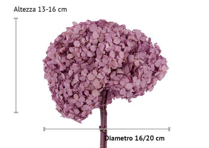 immagine e-commerce Ortensia stabilizzata diametro cm 18 (Premium) - colore rosa scuro