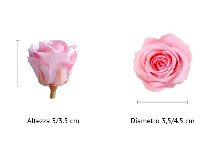 immagine e-commerce Rosa stabilizzata cm 3.5 colore rosa chiaro