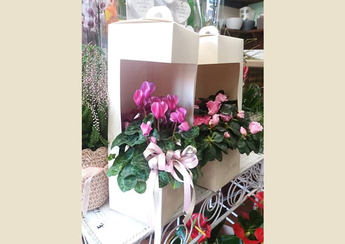 everyday-box-v12-flowerbox-con-finestra-e-manico-per-vaso-12-cm-idea-1