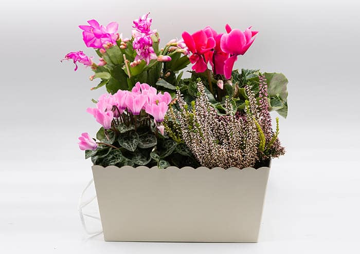 Travelflò-cm-26x26-Scatola-regalo-economica-4-piante-vaso-12-Avorio