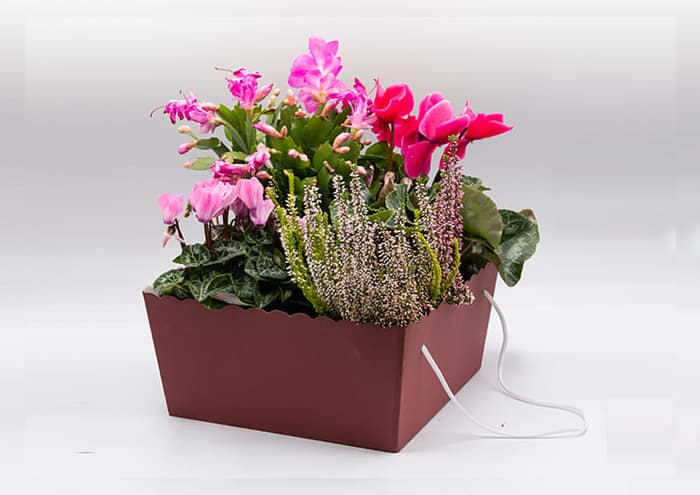 Travelflò-cm-30x30-Scatola-regalo-economica-4-piante-vaso-14-bordeaux