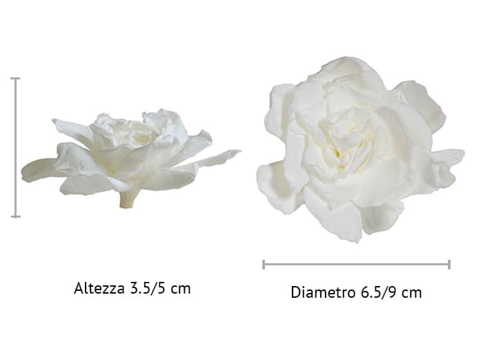 immagine e-commerce Gardenia stabilizzata cm 7-9 - colore bianco