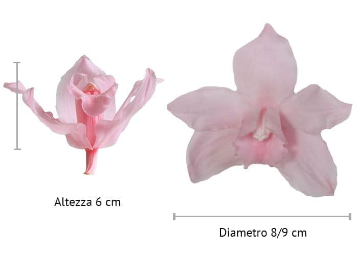 Immagine e-commerce Orchidea stabilizzata cymbidium cm 8-9 colore rosa