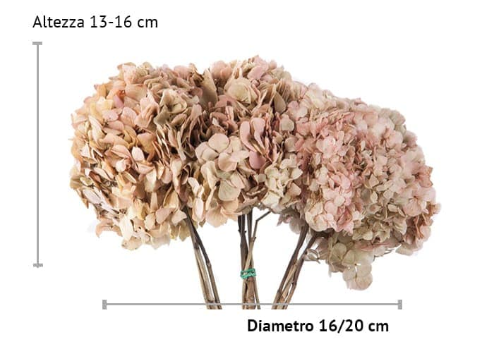 immagine e-commerce Ortensia stabilizzata bicolor diametro cm 16-18 cm - colori crema naturale e rosa