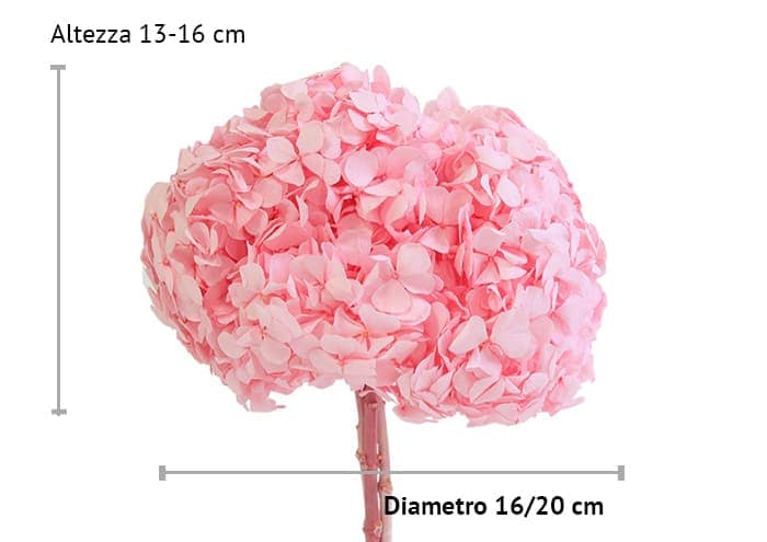 immagine e-commerce Ortensia stabilizzata diametro cm 18 (Premium) - colore rosa