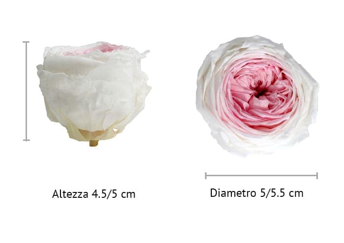 immagine ecommerce Rosa giardino stabilizzata cm 5.5 bicolore bianco rosa