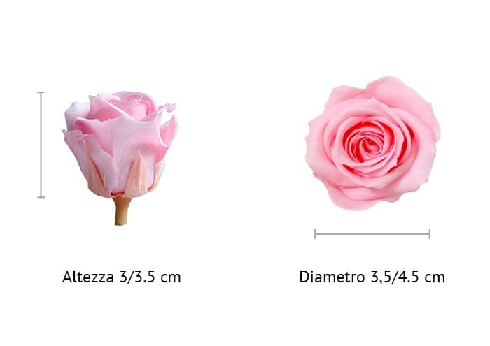 immagine e-commerce Rosa stabilizzata cm 3.5 colore rosa chiaro