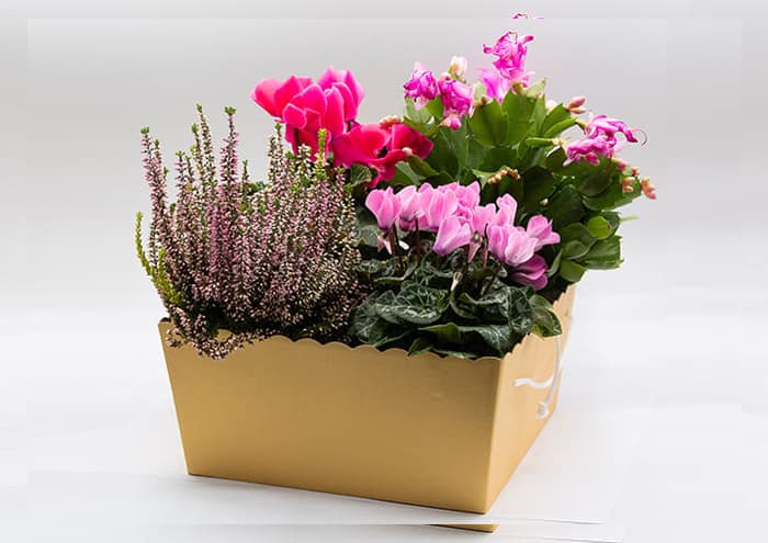 Travelflò-cm-30x30-Scatola-regalo-economica-4-piante-vaso-14-oro