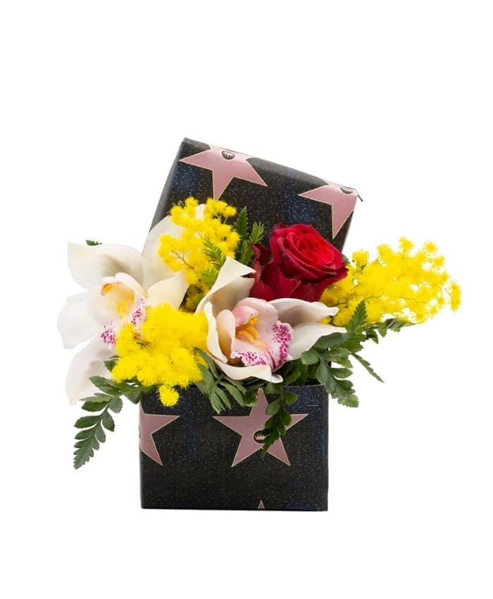 Pacchetto 70 mimose - Flowerbox economiche per fiori - immagine 6