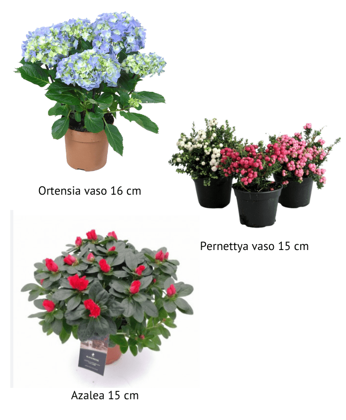 Pacchetto cesti economici Complementi e Regali piante vaso 16