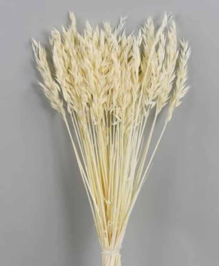 avena-sativa-essiccata-in-busta-da-100-gr
