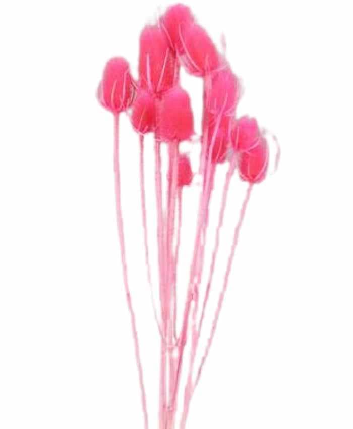 Cardo-Branca-essiccato-in-busta