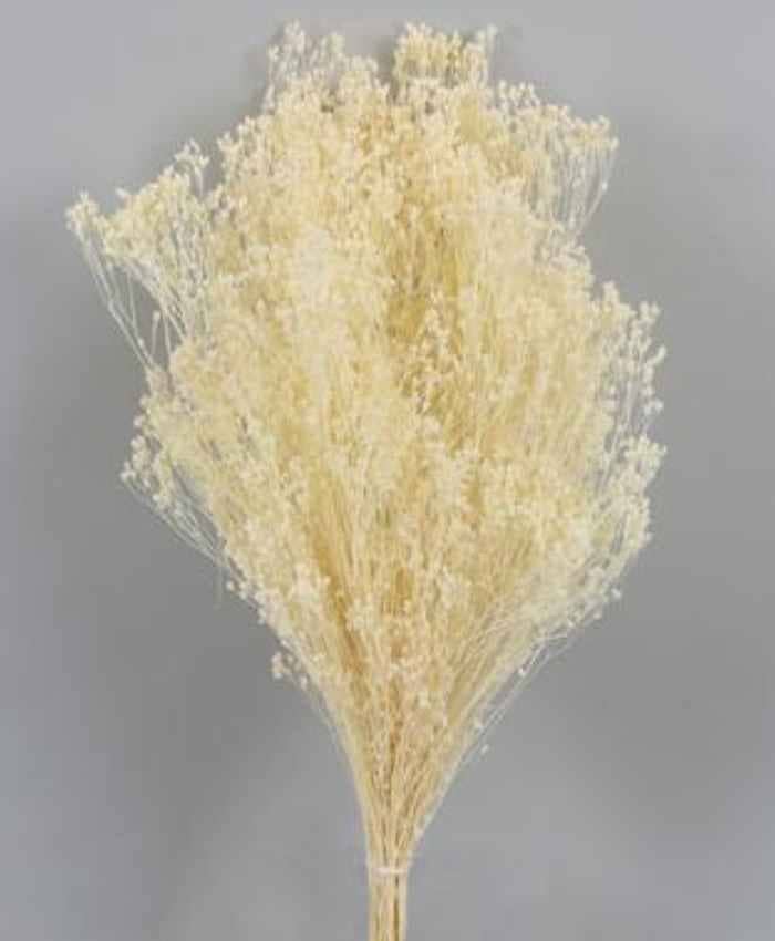 Broom-Bloom-essiccato-in-busta-100-grammi