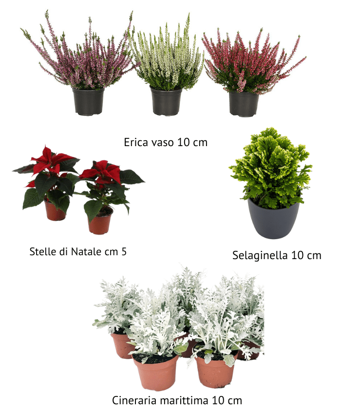 Mini Pacchetto Scatole Regalo per piante vaso 11 cm