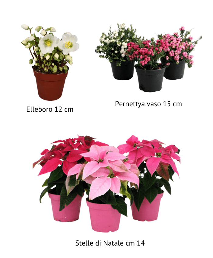 Mini Pacchetto Scatole Regalo per piante vaso 14 cm