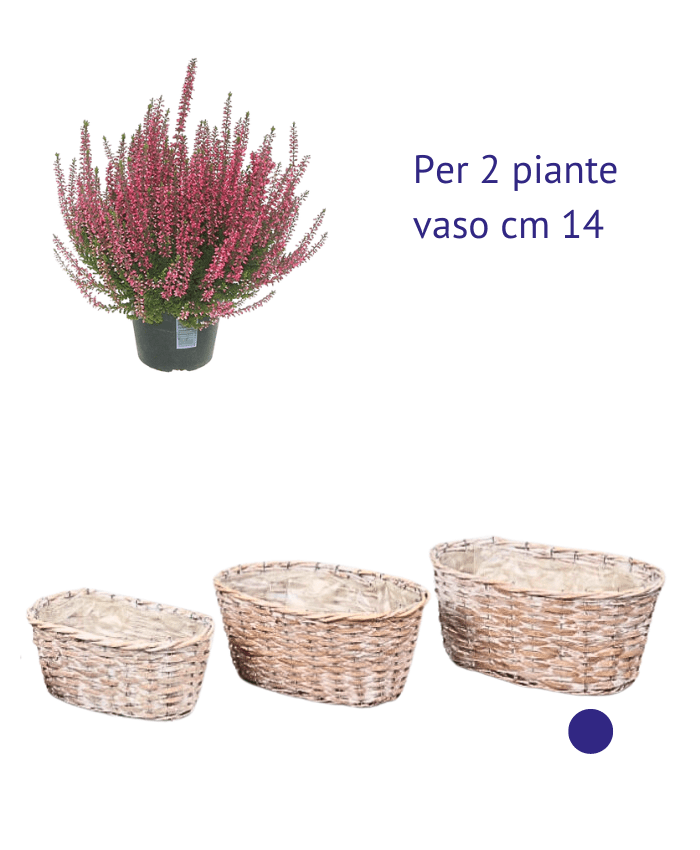 Immagine e commerce Cesto ovale in vimini chiaro sbiancato per 2 piante vaso 14 cm