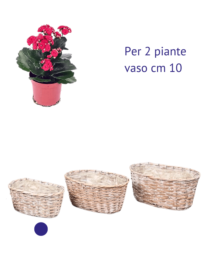 Immagine e commerce Cesto ovale in vimini chiaro sbiancato per 2 piante vaso 10 cm