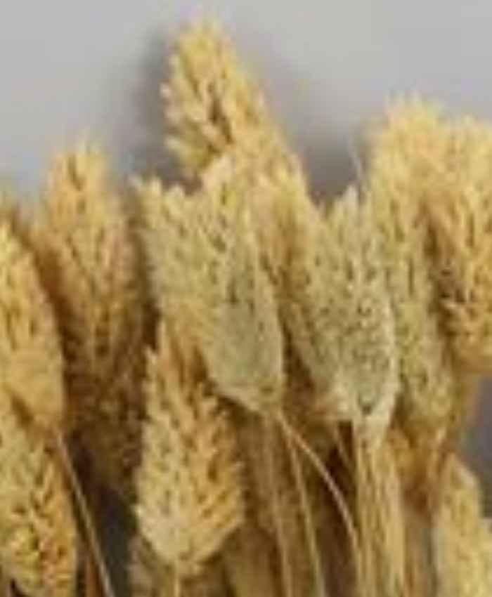 Phalaris-Poa-essiccata-busta-100-grammi-naturale