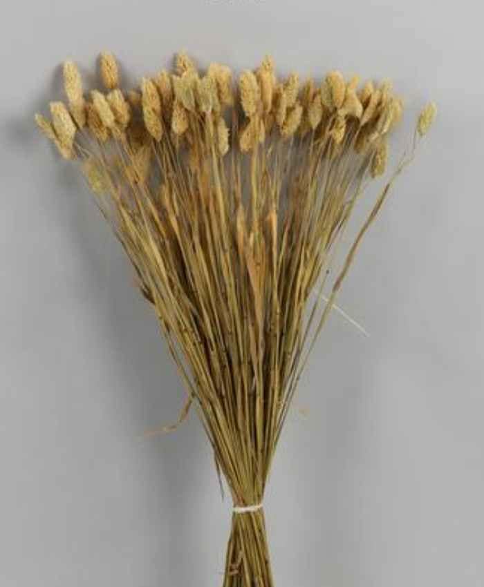 Phalaris Poa essiccata busta 100 grammi - immagine 2