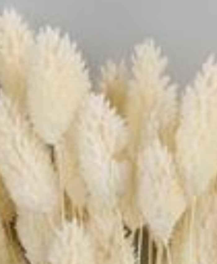 Phalaris-Poa-essiccata-busta-100-grammi-bianco