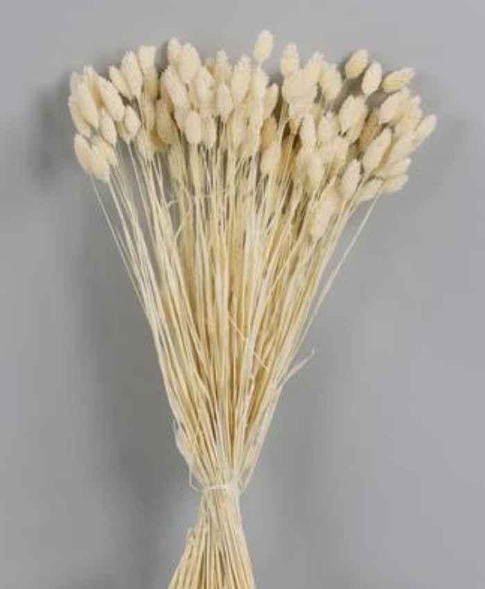 Phalaris-Poa-essiccata-busta-100-grammi