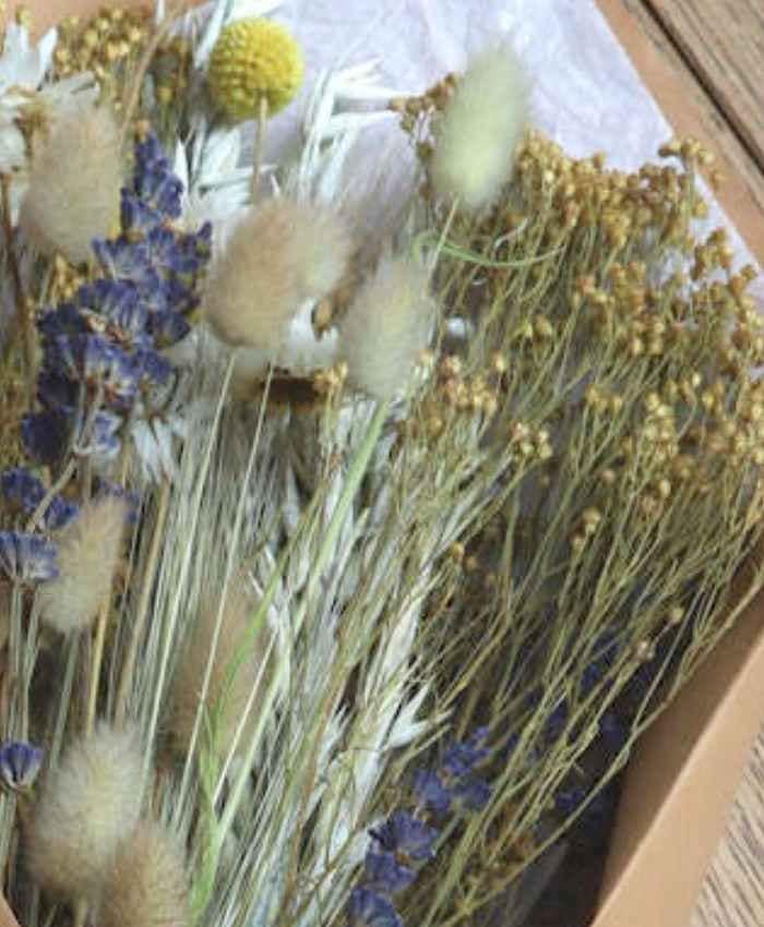 Phalaris Poa essiccata busta 100 grammi - immagine 15