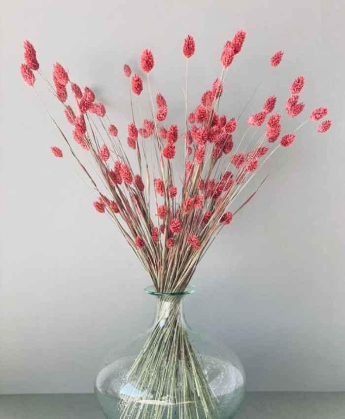 Phalaris Poa essiccata busta 100 grammi - immagine 11