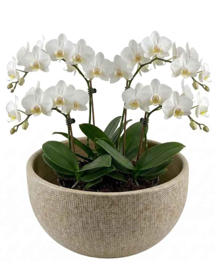 Ciotola in ceramica Luxury lavorazione puntinata diametro 28-Beige - immagine 6