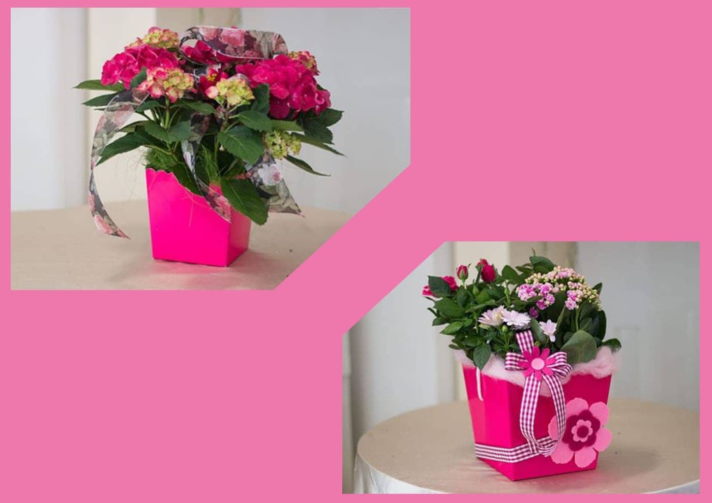 Travalflò Confezione per piante colore fucsia