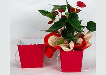 Scatole regalo per confezionare piante