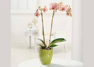 Vasi per Orchidee