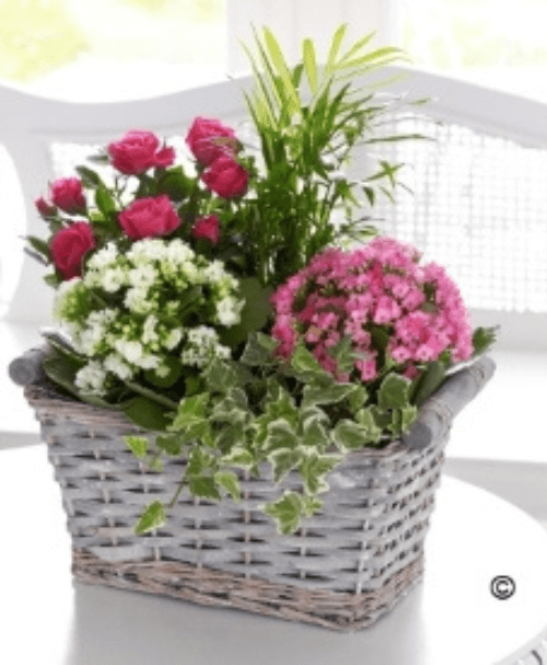 Ingrosso cesti ovali vimini per piante e fiori Complementi e Regali