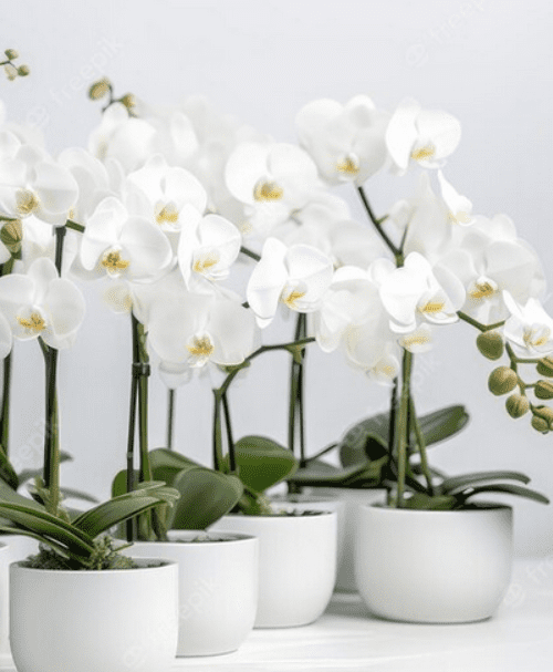 Ingrosso vasi per orchidee vasto assortimento Complenti e Regali