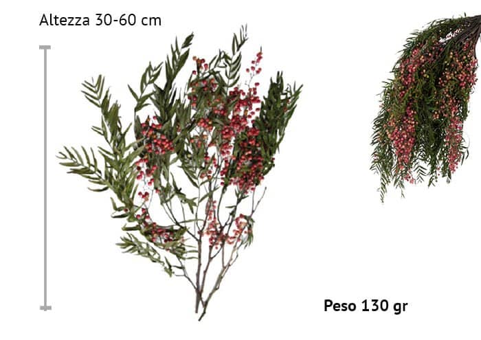 immagine e-commerce Albero del pepe stabilizzato cm 30-60