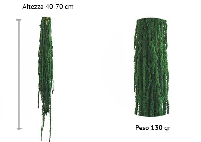 immagine e-commerce Amaranthus stabilizzato colore bianco