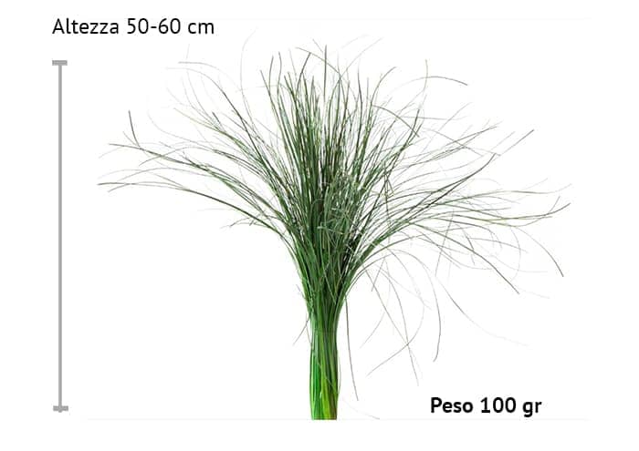 immagine e-commerce Bear grass stabilizzato