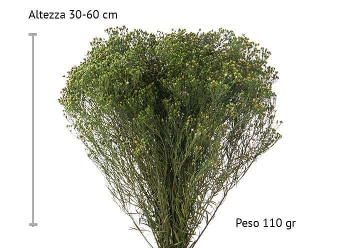immagine e-commerce Broom broom stabilizzato verde